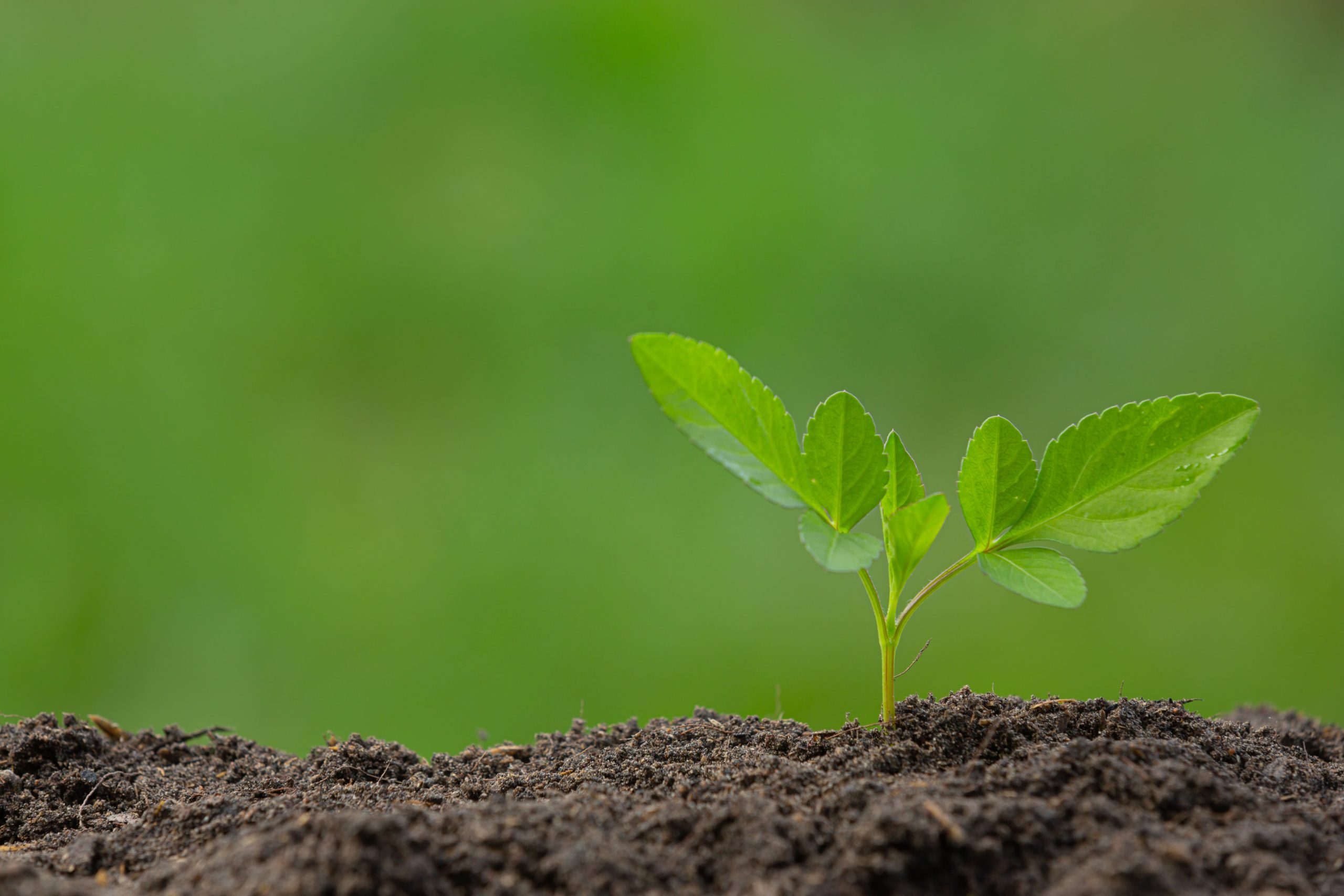 of hair, scalp and soil