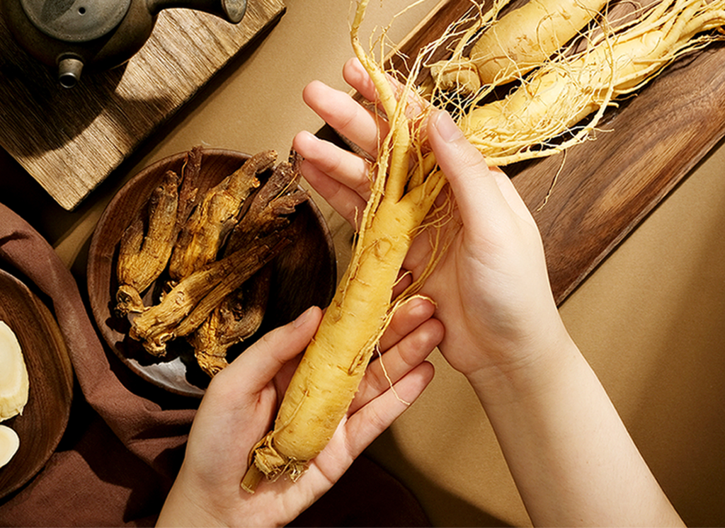 Hands holding a fresh ginseng root over a table with dried ginseng slices, whole dried ginseng, and a teapot.